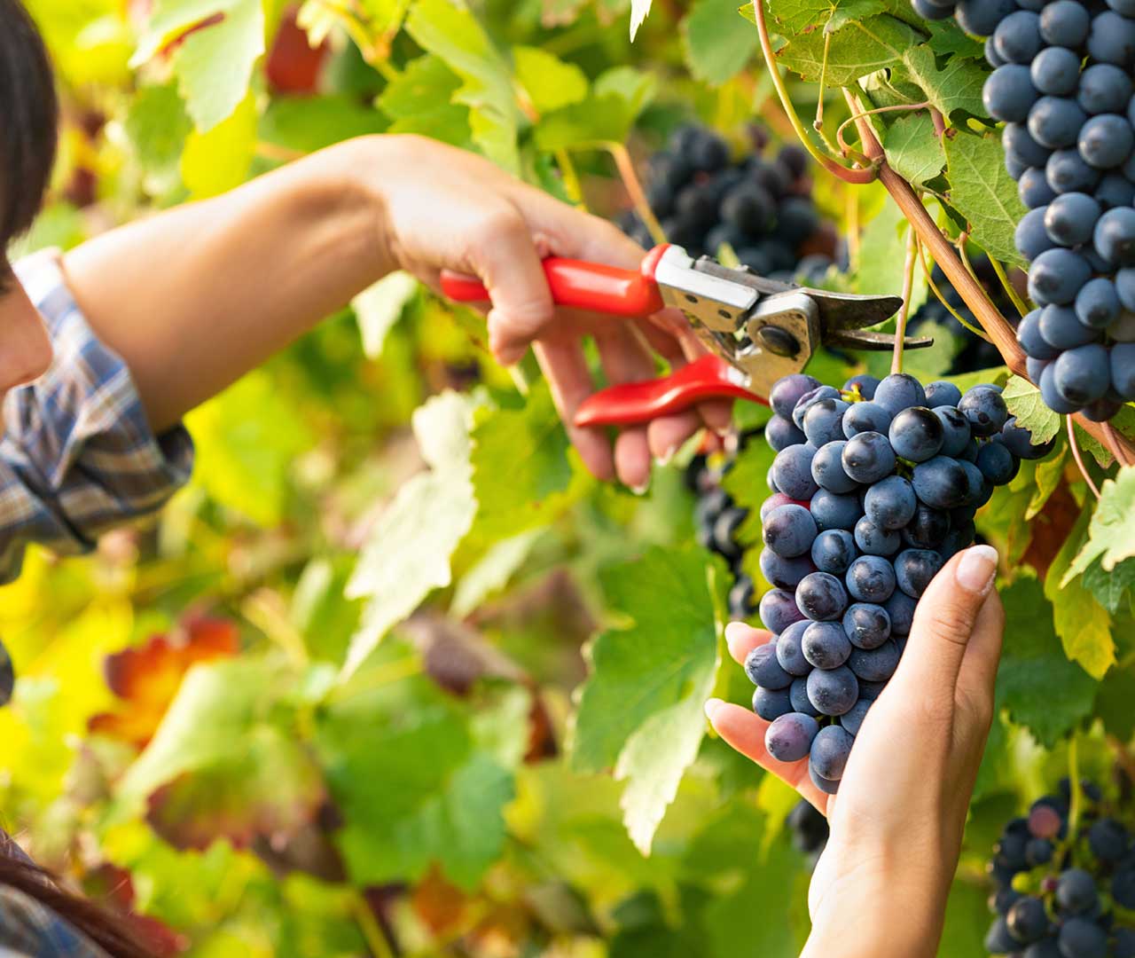 Primeur - Primeur des minimes à Toulouse